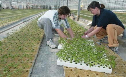 Legalna praca w wakacje tylko dla nielicznych młodocianych