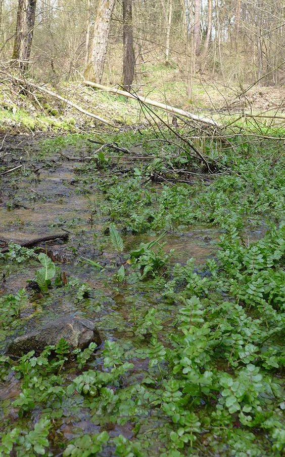 Wegetacja w strefach źródliskowych ma miejsce nawet w środku zimy. Fot. Maksym Łaszewski