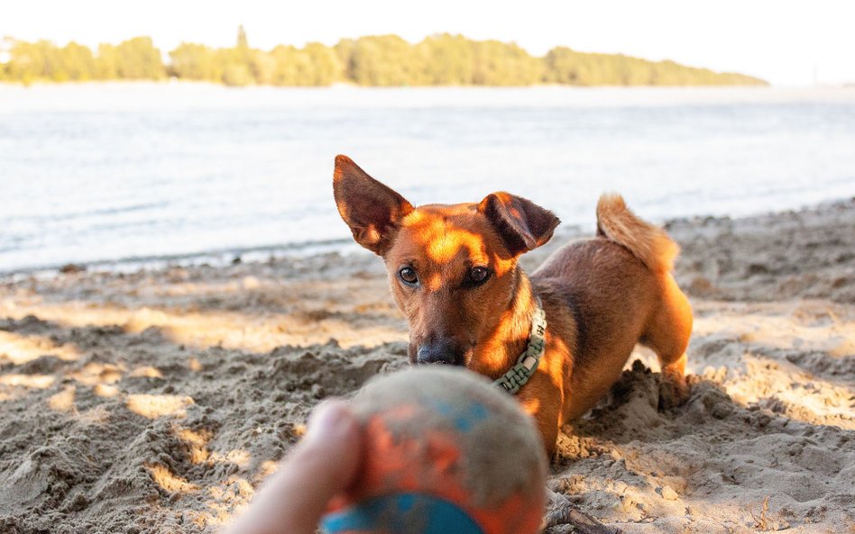 Nie dla psa miejska plaża? RPO: to wbrew przepisom