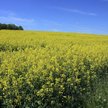 Polska optuje za sankcjami na import rosyjskich produktów rolnych