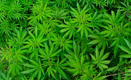 Obrót marihuaną terapeutyczną a VAT