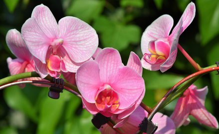 Austria: Kobieta uwolniona przez porywacza. Pochwaliła jego kwiaty