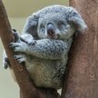 Najludniejszy stan Australii zakazuje wycinki lasów. Powstanie Wielki Park Narodowy