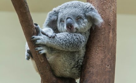 Najludniejszy stan Australii zakazuje wycinki lasów. Powstanie Wielki Park Narodowy