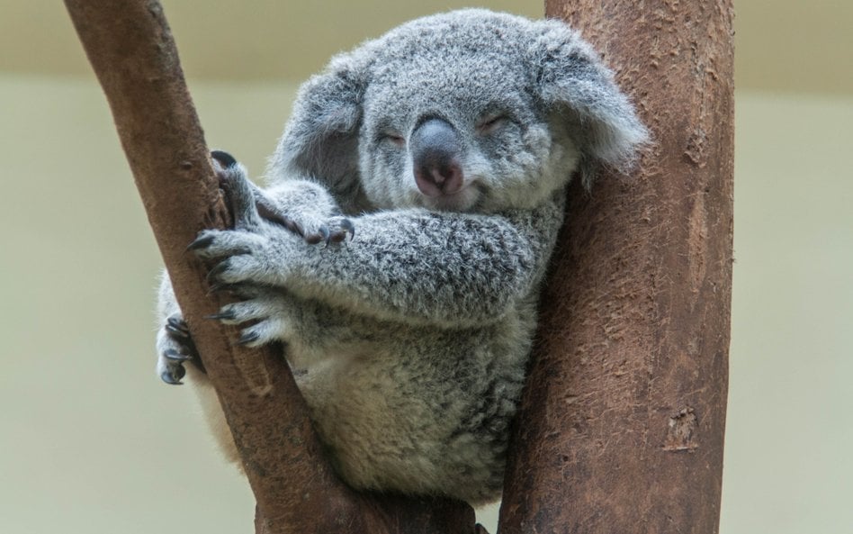 Najludniejszy stan Australii zakazuje wycinki lasów. Powstanie Wielki Park Narodowy