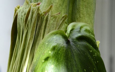 Fascynujące szczegóły dziwidłą olbrzymiego