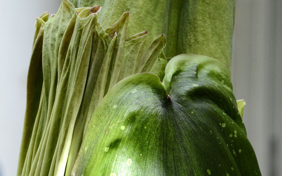 Fascynujące szczegóły dziwidłą olbrzymiego