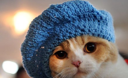 Kot w berecie, kot z parasolem