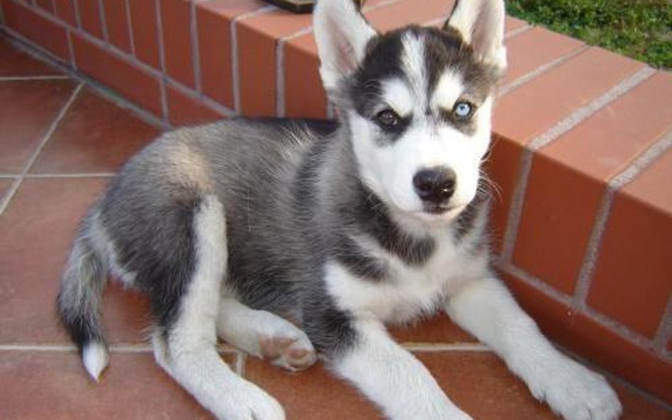 Młodociany husky o przenikliwym spojrzeniu