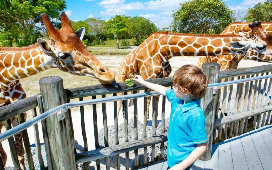 Robot Leoś oprowadza chore dzieci po zoo. Wzbudził zainteresowanie za granicą