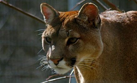 Jak uzyskać odszkodowanie za szkodę wyrządzoną przez pumę