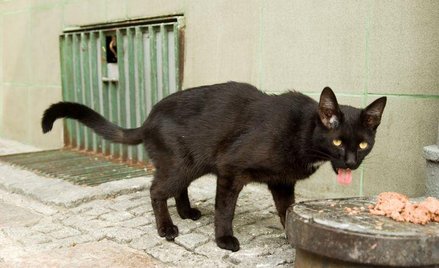 Nakarm zamiast krzywdzić