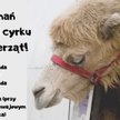 Poznań: zoo ratuje tygrysy, do miasta przyjeżdża cyrk