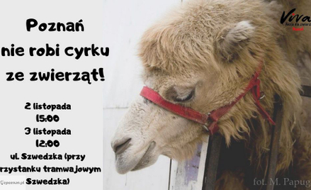 Poznań: zoo ratuje tygrysy, do miasta przyjeżdża cyrk