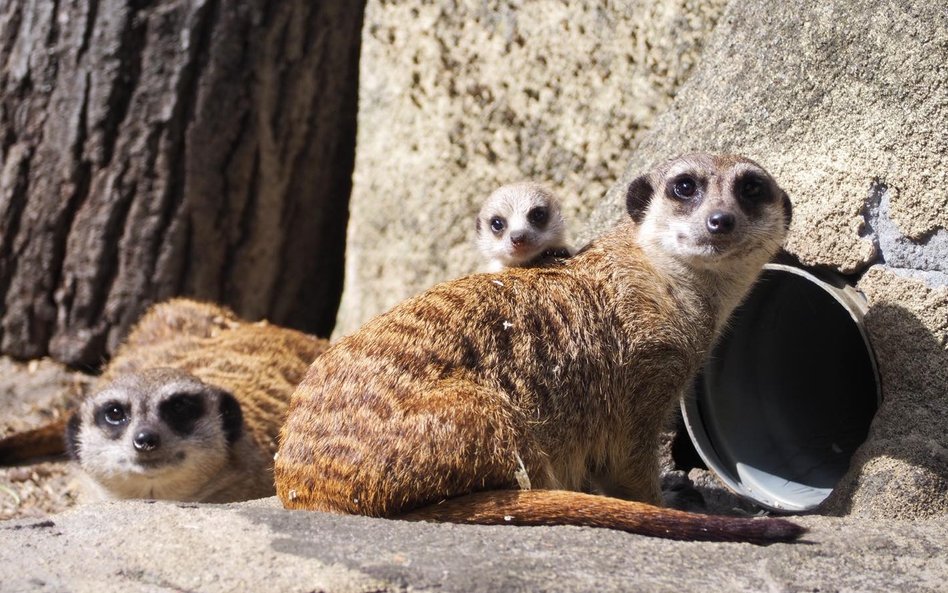Choć małymi surykatkkami opiekuje się całe stado najbezpieczniej jest w towarzystwie rodziców