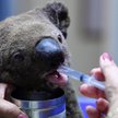 Zdjęcia spragnionych i poparzonych niedźwiadków koala stały się symbolem australijskiego dramatu