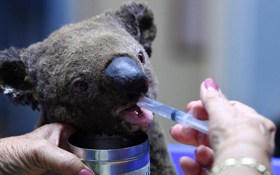 Zdjęcia spragnionych i poparzonych niedźwiadków koala stały się symbolem australijskiego dramatu