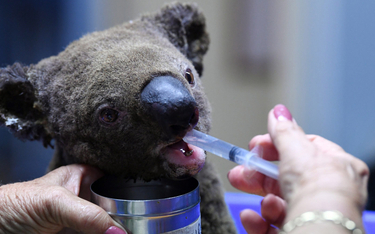 Zdjęcia spragnionych i poparzonych niedźwiadków koala stały się symbolem australijskiego dramatu