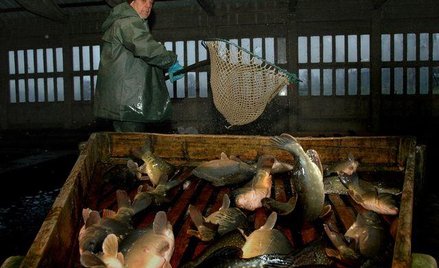Idą święta: karp drożeje, pstrąg tanieje