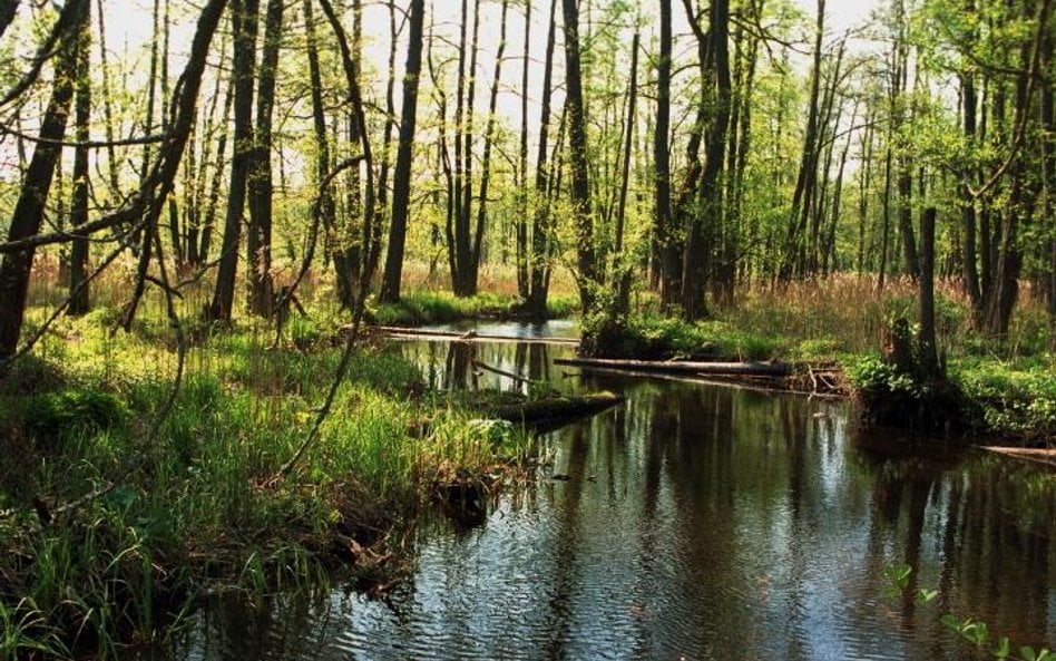 Puszcza Białowieska