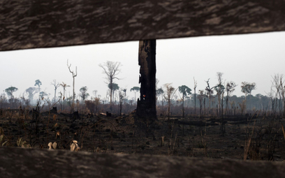 Rekordowe wylesienie Amazonii w pierwszym półroczu 2022