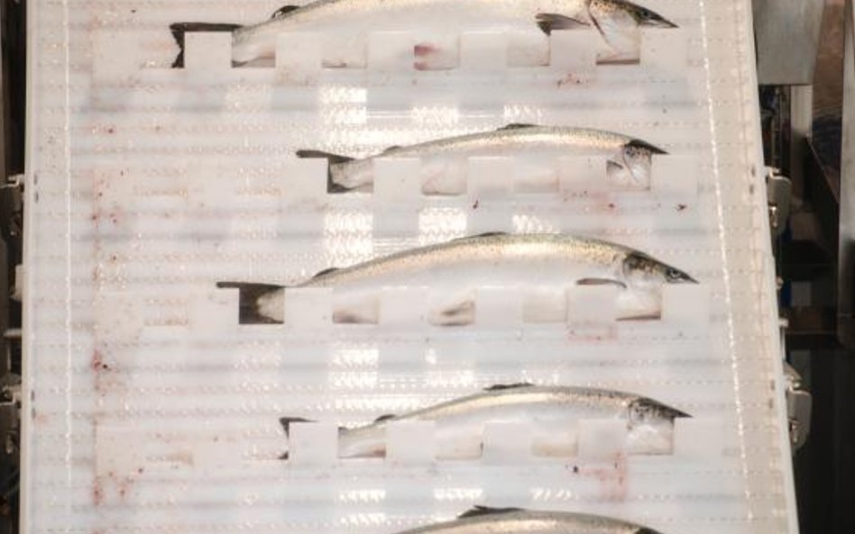 Norweski łosoś ratuje norweskie PKB