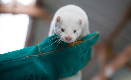 fot. prawdziwaferma018