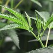 Kanada: Biskupi przypominają - marihuana może legalna, ale wciąż grzech