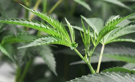 Kanada: Biskupi przypominają - marihuana może legalna, ale wciąż grzech