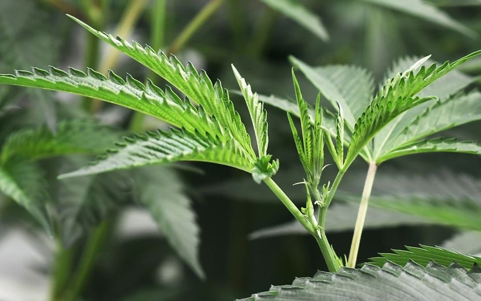 Kanada: Biskupi przypominają - marihuana może legalna, ale wciąż grzech