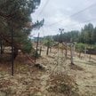 Na opuszczonych cmentarzach w strefie wykluczenia w Czarnobylu naukowcy znaleźli ponad 400 gatunków 