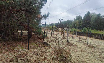 Na opuszczonych cmentarzach w strefie wykluczenia w Czarnobylu naukowcy znaleźli ponad 400 gatunków 