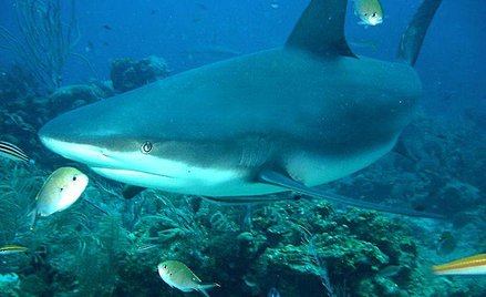 Łososiowate, czyli rekin na talerzu