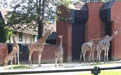 Panele słoneczne w praskim zoo zostały zamontowane w tzw. afrykańskim domu, gdzie mieszkają żyrafy