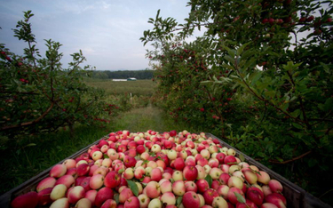 Związek Sadowników: w tym sezonie eksport jabłek do Chin może być niewielki