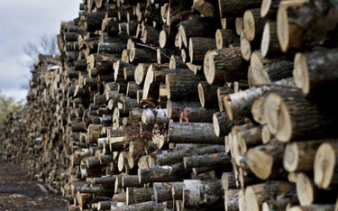 Putin chce wprowadzić całkowity zakaz eksportu drewna