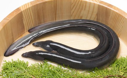 The Guardian: Węgorze z przemytu