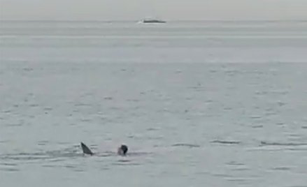 Rekin zaatakował 23-letniego Rosjanina. Na brzeg zdołała dopłynąć jego partnerka