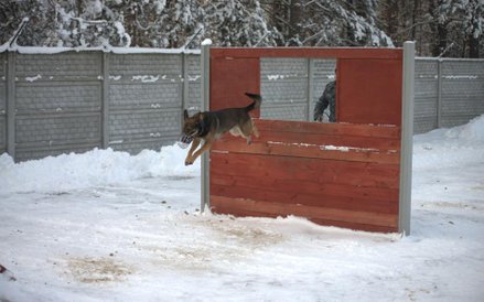 Fot. plut. Cieliński