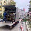 Władze Wrocławia zdecydowały się na zakup chryzantem. Zostaną one posadzone w mieście.