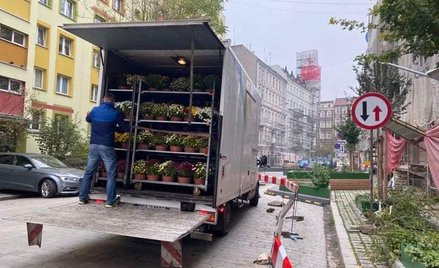 Władze Wrocławia zdecydowały się na zakup chryzantem. Zostaną one posadzone w mieście.