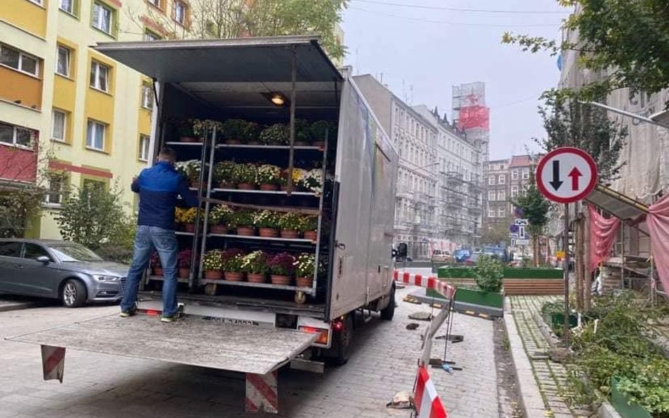 Władze Wrocławia zdecydowały się na zakup chryzantem. Zostaną one posadzone w mieście.