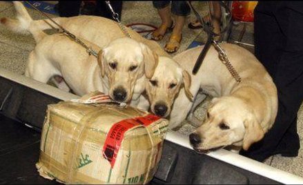 Klony w służbie celnej