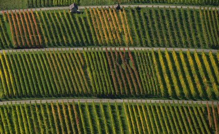 W nagrodę medal i butelka wina