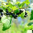 Producenci czarnej porzeczki mogą składać od piątku wnioski o pomoc