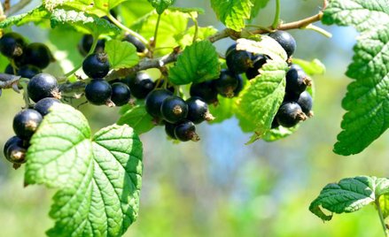 Producenci czarnej porzeczki mogą składać od piątku wnioski o pomoc