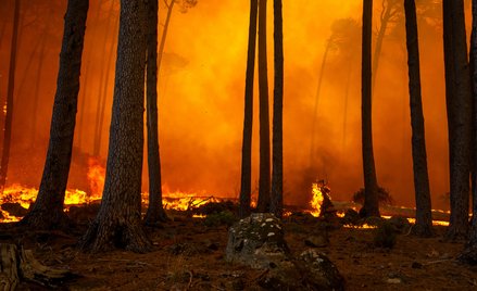 Rosja płonie coraz mocniej. 126 tys. hektarów tajgi gasi 3 tys. strażaków