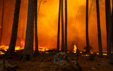 Europa podwaja flotę powietrzną do walki z pożarami lasów