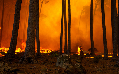 Rosja płonie coraz mocniej. 126 tys. hektarów tajgi gasi 3 tys. strażaków