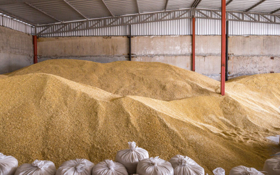 Rosja podwoiła eksport pszenicy, bo ukradła zboże Ukrainie